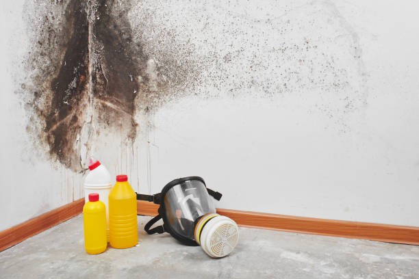 Best Insurance-Related Mold Remediation in Mccormick, SC