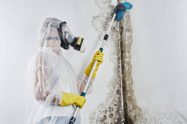 Best Attic Mold Remediation in Mccormick, SC