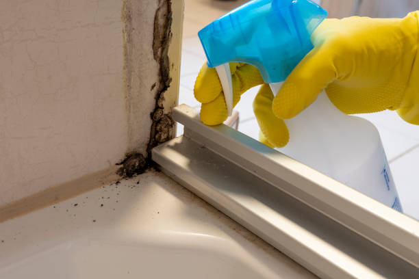 Best Post-Flood Mold Remediation in Mccormick, SC