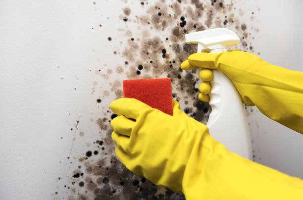 Best Commercial Mold Remediation in Mccormick, SC