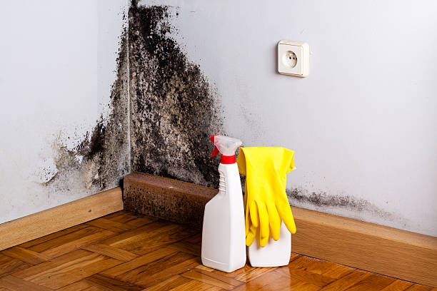 Best Black Mold Remediation in Mccormick, SC