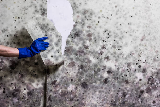 Best Kitchen Mold Remediation in Mccormick, SC